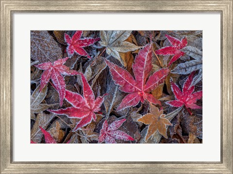 Framed Frosty Leaves In Autumn Print