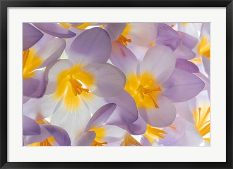 Framed Spring Crocus Flowers Close-Up Print