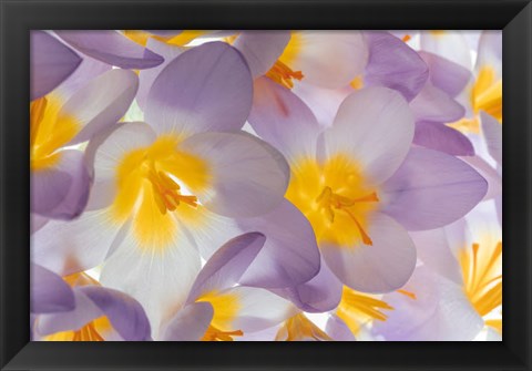 Framed Spring Crocus Flowers Close-Up Print