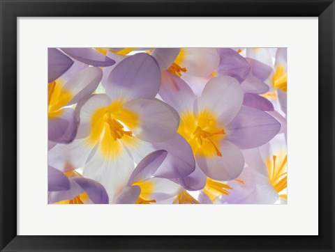 Framed Spring Crocus Flowers Close-Up Print