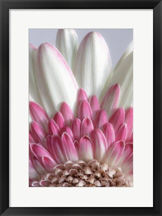 Framed Gerbera Daisy Flower Close-Up Print