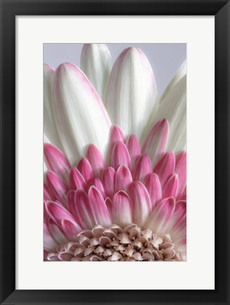 Framed Gerbera Daisy Flower Close-Up Print