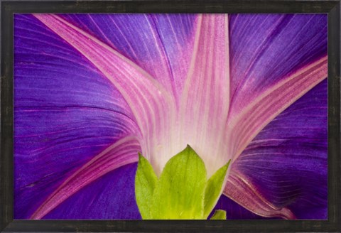 Framed Neon Colors Of Morning Glory Print