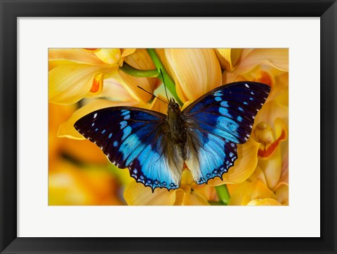 Framed Charaxes Smaragdalis Butterfly On Large Golden Cymbidium Orchid Print