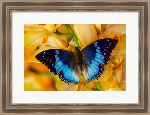 Framed Charaxes Smaragdalis Butterfly On Large Golden Cymbidium Orchid Print