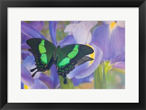 Framed Green Swallowtail Butterfly, Papilio Palinurus Daedalus, In Reflection With Dutch Iris Print