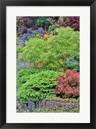 Framed Spring Color With Deer Proof Shrubs And Trees, Sammamish, Washington State Print