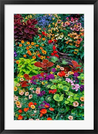 Framed Garden In Full Bloom, Sammamish, Washington State Print