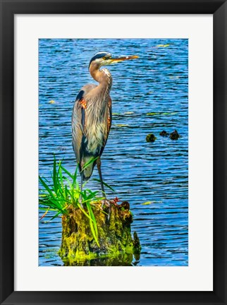 Framed Great Blue Heron, Juanita Bay Park, Kirkland, Washington State Print