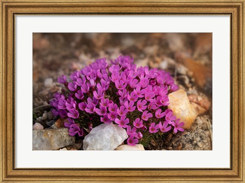 Framed Wyoming, Beartooth Mountains Moss Campion Wildflower Close-Up Print