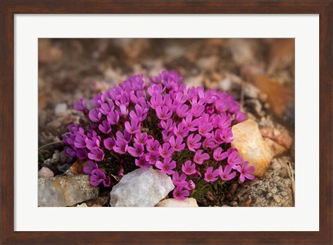 Framed Wyoming, Beartooth Mountains Moss Campion Wildflower Close-Up Print