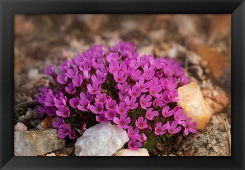 Framed Wyoming, Beartooth Mountains Moss Campion Wildflower Close-Up Print