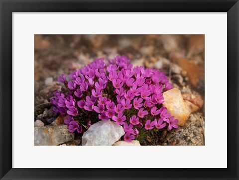 Framed Wyoming, Beartooth Mountains Moss Campion Wildflower Close-Up Print