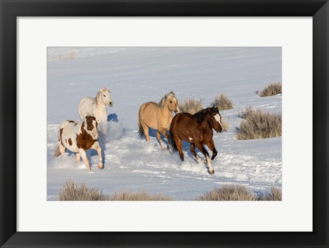 Framed Herd Of Horses Running In Snow Print