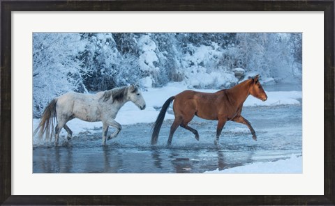 Framed Horses Crossing Shell Creek In Winter, Wyoming Print