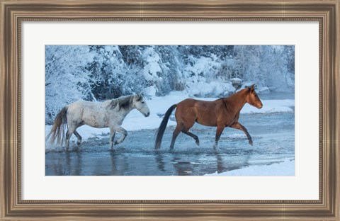 Framed Horses Crossing Shell Creek In Winter, Wyoming Print