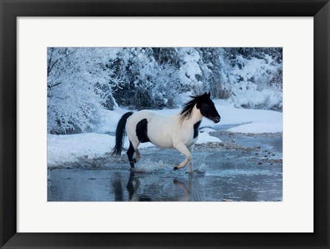 Framed Horse Crossing Shell Creek In Winter Print