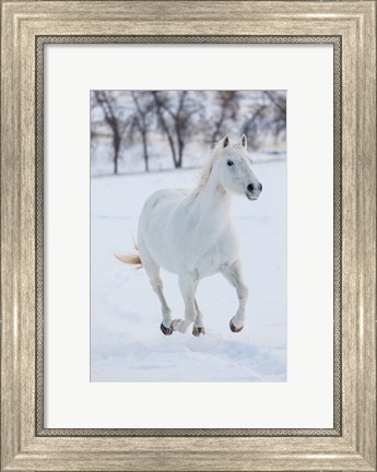 Framed White Horse Running In The Snow Print