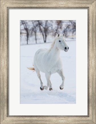 Framed White Horse Running In The Snow Print