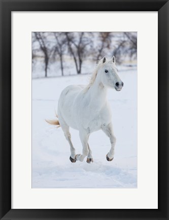 Framed White Horse Running In The Snow Print