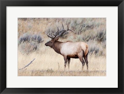 Framed Portrait Of A Bull Elk With A Large Rack Print