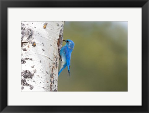 Framed Male Mountain Bluebird Perching At Its Nest Hole Print