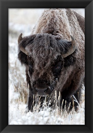 Framed Portrait Of A Frost Covered American Bison Print