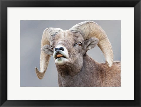 Framed Bighorn Ram Lifts Its Lip In A Flehmen Print