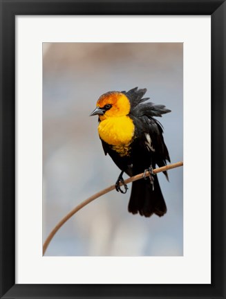 Framed Yellow-Headed Blackbird Perched On A Reed Print