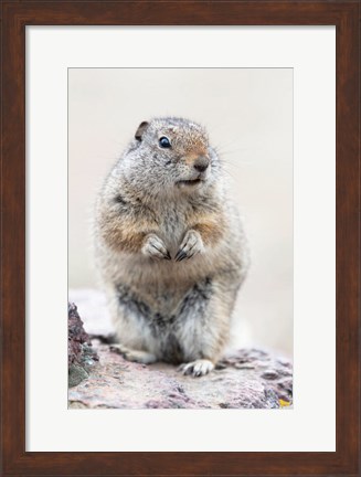 Framed Richardson&#39;s Ground Squirrel Print