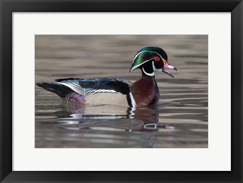 Framed Wood Duck Drake In Breeding Plumage Floats On The River While Calling Print