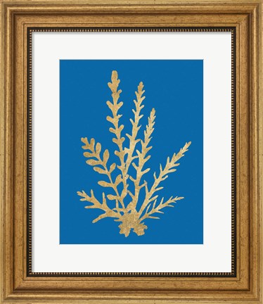 Framed Pacific Sea Mosses III Blue Print