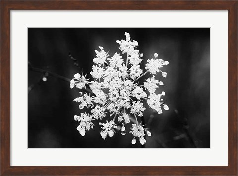 Framed Diamond Brooch Print