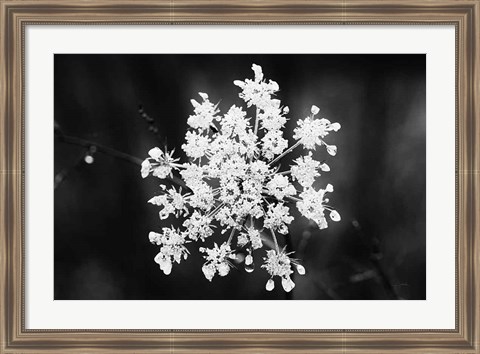 Framed Diamond Brooch Print