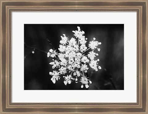 Framed Diamond Brooch Print