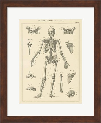 Framed Skeleton Chart Print