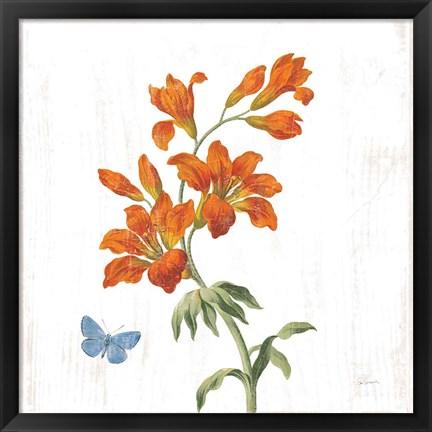 Framed White Barn Flowers VII Sq Print