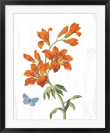 Framed White Barn Flowers VII Print