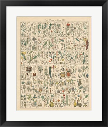 Framed Flora Chart II Print