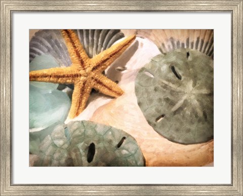 Framed Sand Dollars And Starfish Print