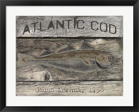 Framed Atlantic Cod Print