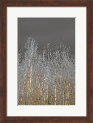 Framed Silver Forest II Print