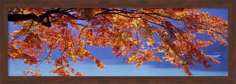 Framed Autumn Leaves, Hozu River, Kyoto City, Japan Print