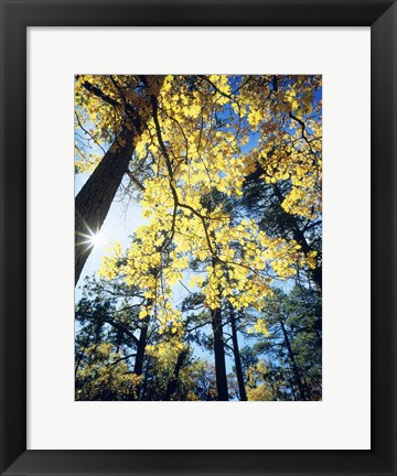 Framed Autumn Trees CA Print