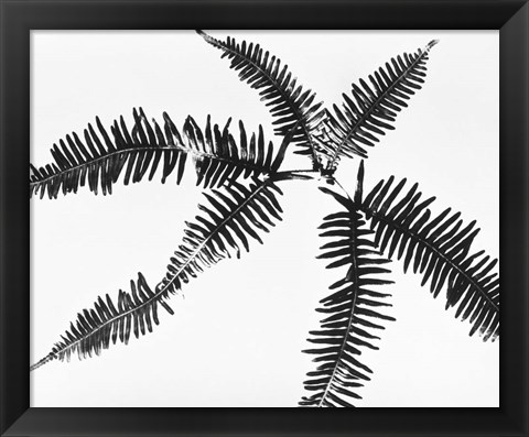 Framed Fern Leaves Print