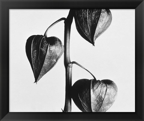 Framed Twig With Seed Pods Print