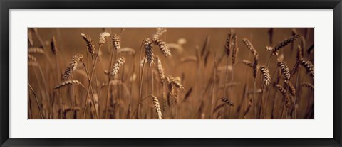 Framed Detail Wheat Print