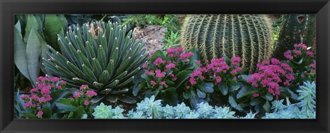 Framed Plants Flowers Print