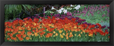 Framed Close-Up Of Flowers In A Garden, Botanical Garden Of Buffalo, New York Print