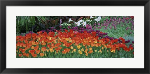 Framed Close-Up Of Flowers In A Garden, Botanical Garden Of Buffalo, New York Print